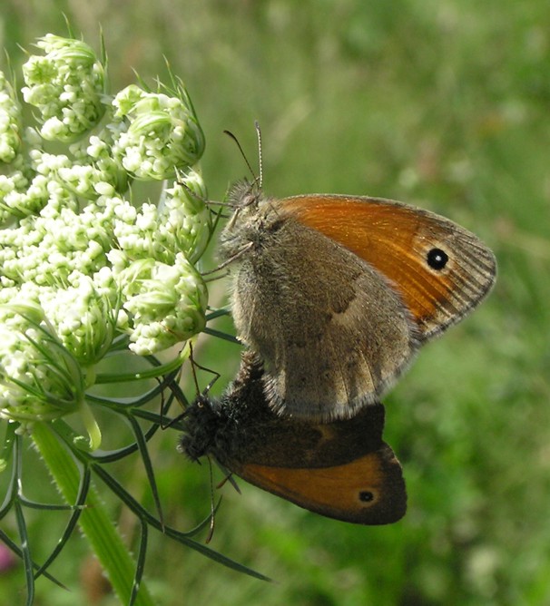 Coenonympha pamphilus